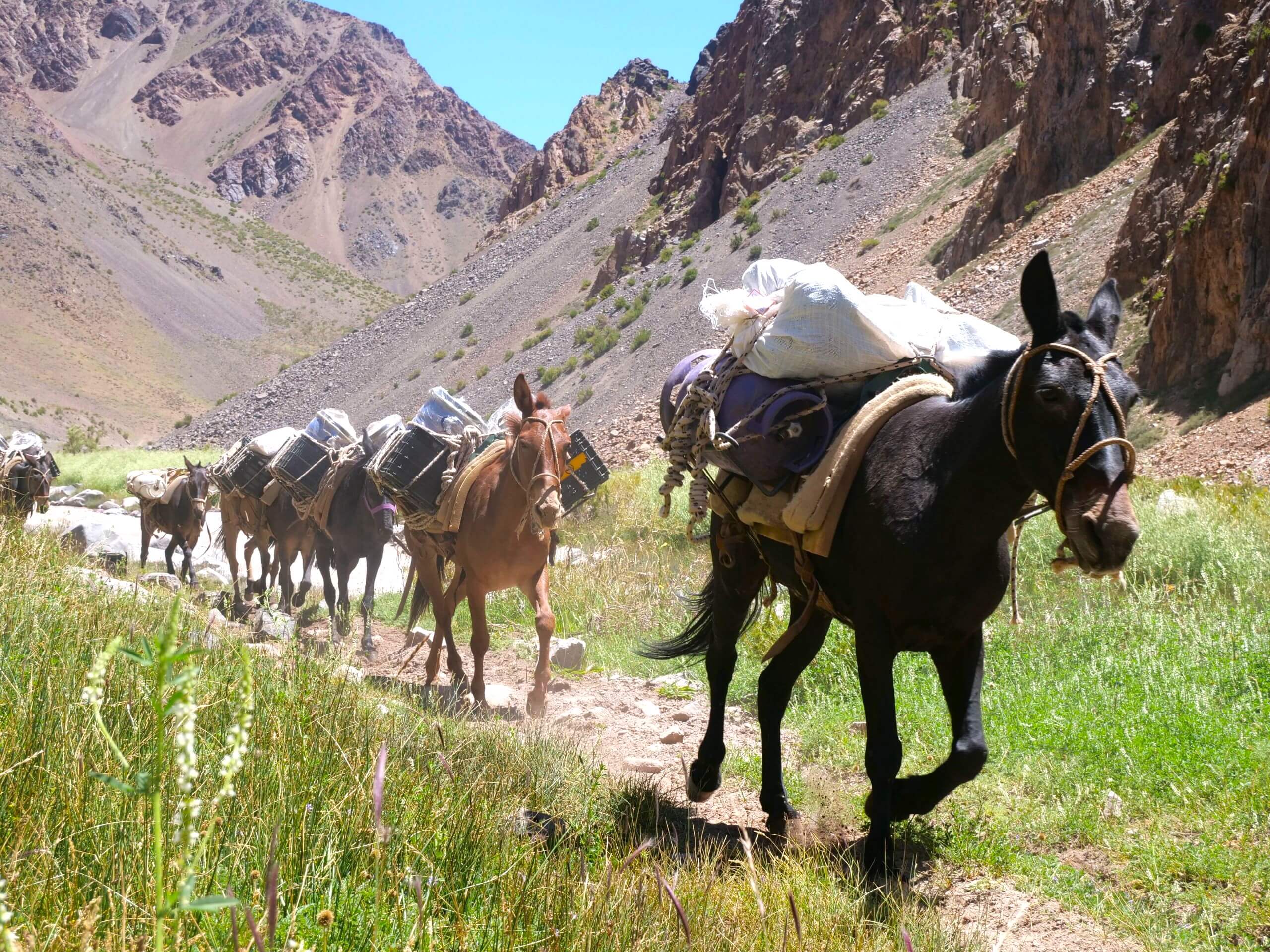 Mule Service